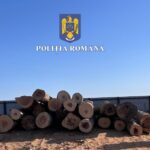 Tuzla: Transport ilegal de lemn, subiecți prinsi în flagrant! 2 tuzla transport de lemne fara documente legale confiscat 68149cf62a294