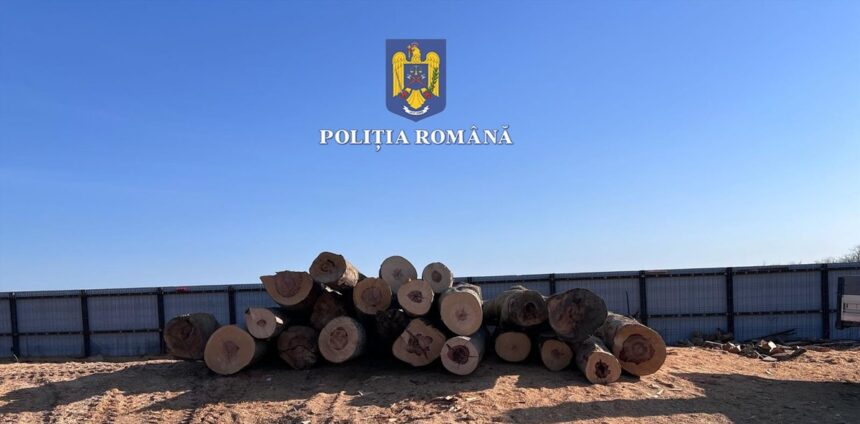 Tuzla: Transport ilegal de lemn, subiecți prinsi în flagrant! 1 tuzla transport de lemne fara documente legale confiscat 68149cf62a294