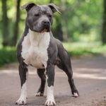 Un soldat în vizorul justiției pentru uciderea unui Amstaff în județul Constanța: judecătorii au respins dovezile 3 un militar este acuzat ca a omorat un amstaff in judetul constanta judecatorii au exclus probe 68154353ecab7