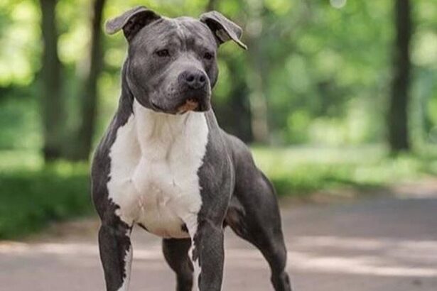 un militar este acuzat ca a omorat un amstaff in judetul constanta judecatorii au exclus probe 68154353ecab7