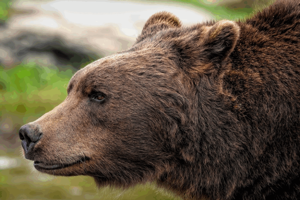 un urs a intrat in curtea manastirii sinaia 682b28606dbdc