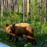 „Baloo din România: Momente surprinzătoare cu un urs surprins de camerele de supraveghere în inima pădurii” 3 video baloo de romania cum a fost surprins un urs de catre camerele de supraveghere montate intr o padure 6824a48ca399b