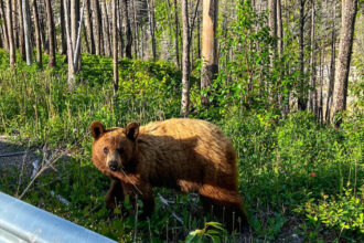video baloo de romania cum a fost surprins un urs de catre camerele de supraveghere montate intr o padure 6824a48ca399b