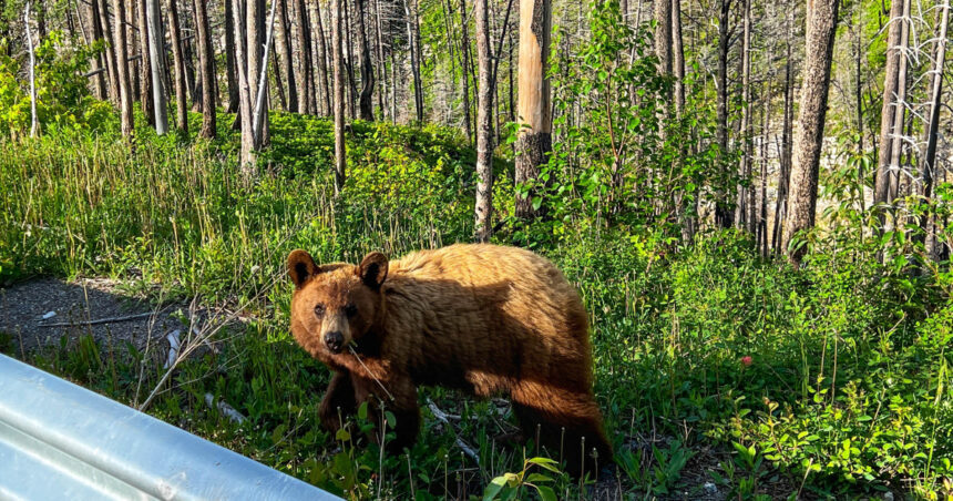 „Baloo din România: Momente surprinzătoare cu un urs surprins de camerele de supraveghere în inima pădurii” 1 video baloo de romania cum a fost surprins un urs de catre camerele de supraveghere montate intr o padure 6824a48ca399b
