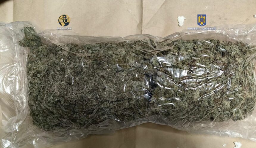 Captură impresionantă la Constanța: Aproape 9 kilograme de canabis, sosite din Spania prin curierat! 1 video captura de proportii la constanta aproape 9 kilograme de canabis trimise din spania prin curier 681e09b2f08c2