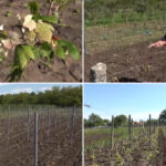 Recoltele de viță de vie devastate de furtuna de grindină: Impactul ploilor cu gheață asupra plantațiilor din sudul României 2 video culturile viticole distruse de grindina cum arata plantatiile de vita de vie dupa ploaia cu gheata care a lovit sudul romaniei 6837fa4825f18