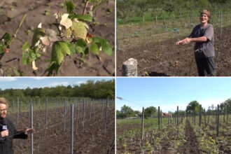 video culturile viticole distruse de grindina cum arata plantatiile de vita de vie dupa ploaia cu gheata care a lovit sudul romaniei 6837fa4825f18