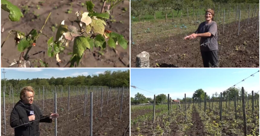 Recoltele de viță de vie devastate de furtuna de grindină: Impactul ploilor cu gheață asupra plantațiilor din sudul României 1 video culturile viticole distruse de grindina cum arata plantatiile de vita de vie dupa ploaia cu gheata care a lovit sudul romaniei 6837fa4825f18