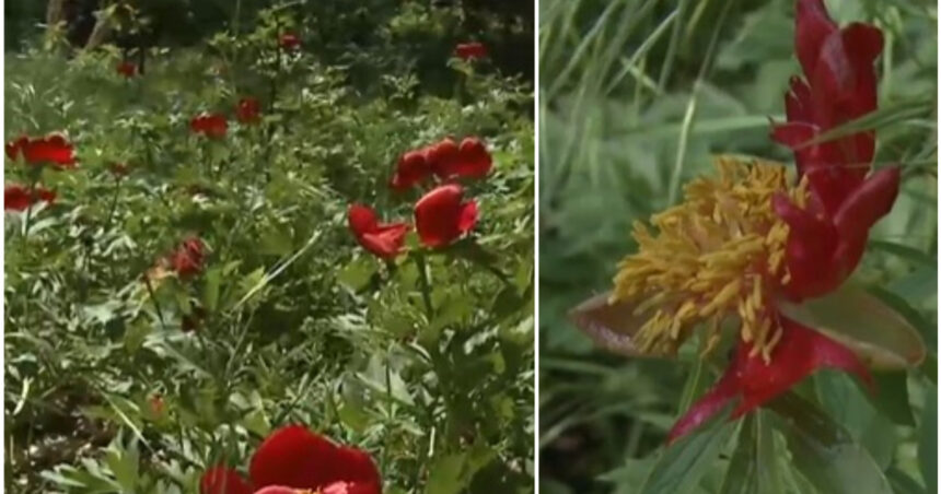 „O minune în ruină: Rezervația de bujori sălbatici din România, devastată de grindină” 1 video n am avut de ani de zile asa ceva rezervatie de bujori salbatici distrusa de grindina cum arata acum padurea unica in romania 681f29a028b3c