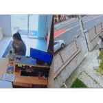 Furtișag în clinică: O cutie de donații a dispărut, iar autoritățile caută femeia care a plecat cu banii! 3 video o cutie pentru donatii a fost furata din receptia unei clinici veterinare se cauta femeia care a plecat cu banii 68191a9503eb1