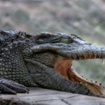 Aterizare forțată în Bolivia: Supraviețuitorii se confruntă cu pericolele unei mlaștini locuite de crocodili 2 video un avion a aterizat de urgenta in bolivia supravietuitorii au ramas blocati intr o mlastina plina cu crocodili 6815f61022200
