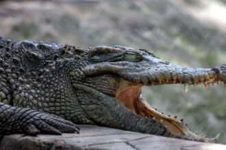 video un avion a aterizat de urgenta in bolivia supravietuitorii au ramas blocati intr o mlastina plina cu crocodili 6815f61022200