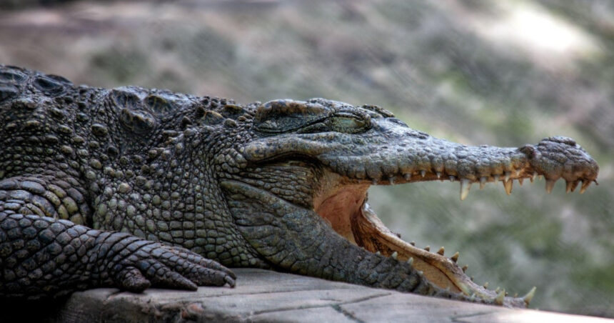 Aterizare forțată în Bolivia: Supraviețuitorii se confruntă cu pericolele unei mlaștini locuite de crocodili 1 video un avion a aterizat de urgenta in bolivia supravietuitorii au ramas blocati intr o mlastina plina cu crocodili 6815f61022200