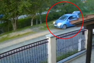 video un caine ar fi fost impuscat pe o strada de langa timisoara un barbat a fost surprins pe camera de supraveghere 681c72e9867d5