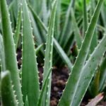 Viticultorii din Franța îmbrățișează aloe vera ca soluție inovatoare în fața secetei, renunțând la vițele de vie. 3 viticultorii francezi planteaza aloe vera in locul vitei de vie pentru a se adapta la seceta 682ad4780accd