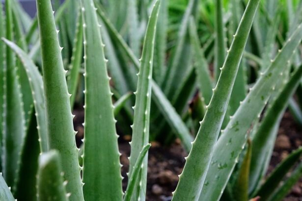 viticultorii francezi planteaza aloe vera in locul vitei de vie pentru a se adapta la seceta 682ad4780accd