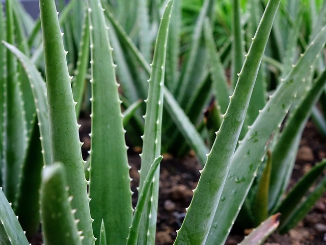 Viticultorii din Franța îmbrățișează aloe vera ca soluție inovatoare în fața secetei, renunțând la vițele de vie. 1 viticultorii francezi planteaza aloe vera in locul vitei de vie pentru a se adapta la seceta 682ad4780accd