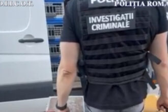 zeci de porumbei de concurs si de reproducere furati din belgia gasiti in mehedinti valoarea pasarilor depaseste 22 milioane de euro 682751d77308b
