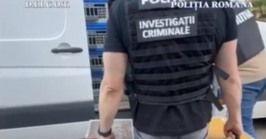 Peste două milioane de euro în porumbei de elită, furați din Belgia și descoperiți în Mehedinți! 1 zeci de porumbei de concurs si de reproducere furati din belgia gasiti in mehedinti valoarea pasarilor depaseste 22 milioane de euro 682751d77308b