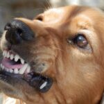 Zooland.ro - Rasele de câini cu temperament fioros: Descoperiri surprinzătoare! 2 zooland ro cele mai agresive rase de caini rezultate neasteptate 683954681aa03