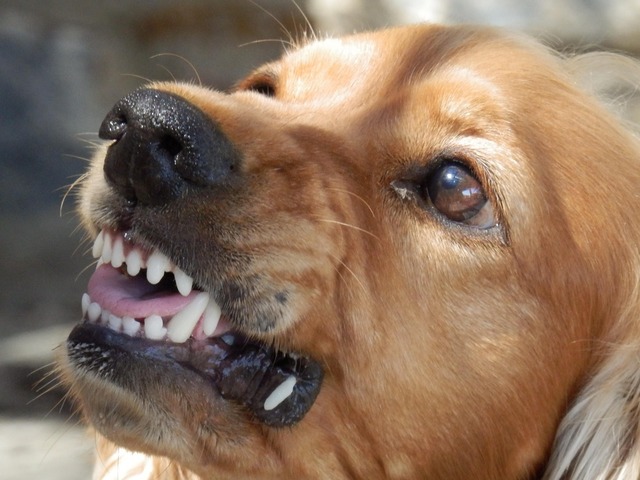 Zooland.ro - Rasele de câini cu temperament fioros: Descoperiri surprinzătoare! 1 zooland ro cele mai agresive rase de caini rezultate neasteptate 683954681aa03