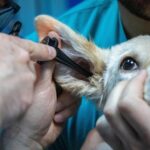 Zooland.ro - Strategii ingenioase pentru a-i alunga frica câinelui tău de vizitele la veterinar 3 zooland ro cum sa nu i mai fie frica cainelui tau de veterinar 68301657881a9