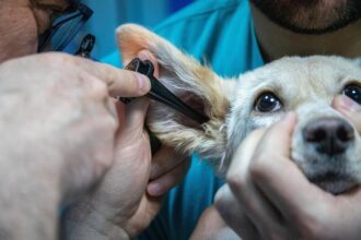 zooland ro cum sa nu i mai fie frica cainelui tau de veterinar 68301657881a9