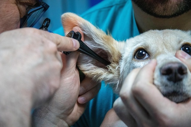 Zooland.ro - Strategii ingenioase pentru a-i alunga frica câinelui tău de vizitele la veterinar 1 zooland ro cum sa nu i mai fie frica cainelui tau de veterinar 68301657881a9