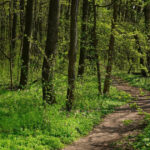 Tinere din Bacău pierdute în pădure pe drumul de întoarcere de la școală. Fetele au solicitat ajutorul autorităților. 2 adolescente din bacau ratacite in padure in timp ce se intorceau de la scoala tinerele au sunat la politie 6848831f0f8c7