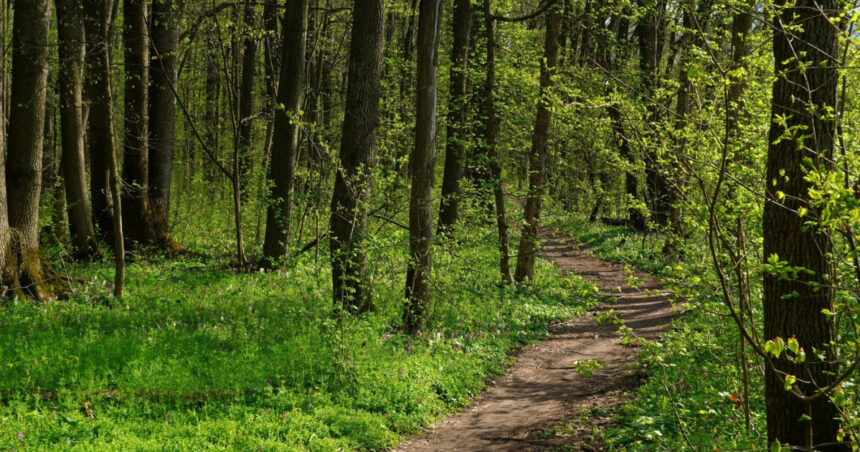 Tinere din Bacău pierdute în pădure pe drumul de întoarcere de la școală. Fetele au solicitat ajutorul autorităților. 1 adolescente din bacau ratacite in padure in timp ce se intorceau de la scoala tinerele au sunat la politie 6848831f0f8c7