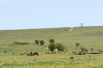 aproape si a omorat fosta iubita pe camp dar nu mai vrea la inchisoare judecatorii au alta parere 6840d782cfc20