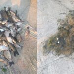 Captură surprinzătoare la Somova: polițiștii de frontieră descoperă plase ilegale și pește furat! 3 braconaj piscicol la somova plase ilegale si peste capturat gasite de politistii de frontiera 683ef33dc7b72