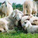 Bruxelles-ul extinde restricțiile asupra exportului de ovine din România și oprește tranzitul către alte țări europene. 3 bruxelles ul prelungeste interdictia exportului de ovine din romania blocheaza si tranzitul catre alte state membre 685a91112485d