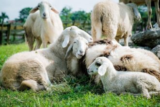 bruxelles ul prelungeste interdictia exportului de ovine din romania blocheaza si tranzitul catre alte state membre 685a91112485d