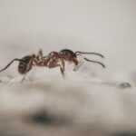 Casa-gradina.ro - Strategii ingenioase pentru a înfrunta invazia furnicilor 2 casa gradina ro cum combati invazia furnicilor 685e3ba2d84c1