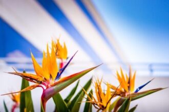 casalux ro foto plante spectaculoase care completeaza estetic interioarele exclusiviste 68428ecced926