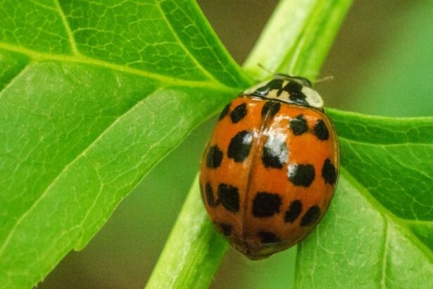 cat mai dureaza invazia gargaritelor la constanta 685cdf31d39e4