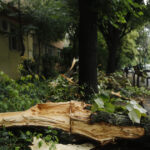 Câte arbori au căzut sub furia furtunii de luni în București 3 cati copaci a doborat furtuna de luni din bucuresti 6847ef83d8384