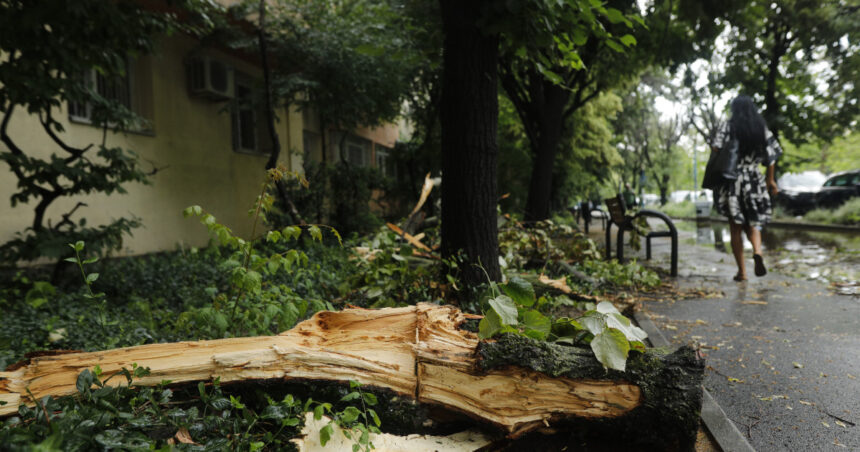 Câte arbori au căzut sub furia furtunii de luni în București 1 cati copaci a doborat furtuna de luni din bucuresti 6847ef83d8384