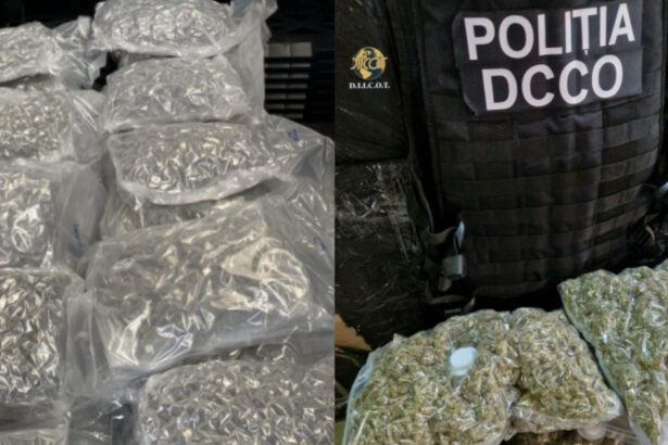 cinci persoane retinute si doua sub control judiciar intr un caz trafic de substante psihoactive aduse din olanda o doza costa 15 lei 684c85adebed9
