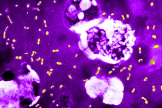 cum a evoluat cea mai letala bacterie din toate timpurile ca sa continue sa omoare milioane de oameni si sa supravietuiasca pana astazi 683e83ca763c8