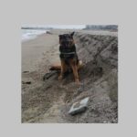 DIICOT revitalizează la Constanța un caz emblematic de trafic de droguri în România 3 diicot incearca sa resusciteze la constanta unul dintre cele mai mari dosare de trafic de droguri din romania 684feca3b8efd
