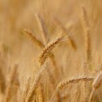 Egiptul își îmbogățește rezervele de grâu cu produse din România, Ucraina și Rusia 3 egiptul a cumparat grau din romania ucraina si rusia 685a9ecc17045