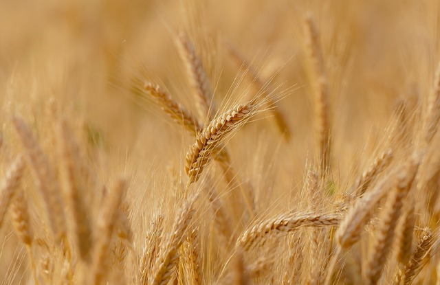 Egiptul își îmbogățește rezervele de grâu cu produse din România, Ucraina și Rusia 1 egiptul a cumparat grau din romania ucraina si rusia 685a9ecc17045