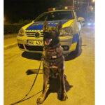 Gabo, cățelul de serviciu al IPJ Constanța: Gardianul nocturn al liniștii pe litoral pentru turiști! 2 el este gabo catelul politist de la ipj constanta a patrulat azi noapte pe litoral pentru linistea turistilor 68454b87c32e6