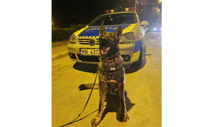 Gabo, cățelul de serviciu al IPJ Constanța: Gardianul nocturn al liniștii pe litoral pentru turiști! 1 el este gabo catelul politist de la ipj constanta a patrulat azi noapte pe litoral pentru linistea turistilor 68454b87c32e6