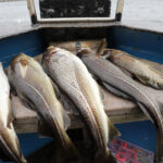 Declinul alarmant al codului din Marea Baltică: o specie de pește se adaptează prin micșorare pentru a supraviețui capcanelor pescarilor 3 evolutia ingrijoratoare a unei specii de peste pentru supravietui codul din marea baltica se micsoreaza ca sa scape din plase 6862370c1930f