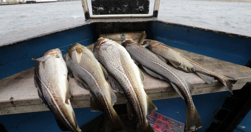 Declinul alarmant al codului din Marea Baltică: o specie de pește se adaptează prin micșorare pentru a supraviețui capcanelor pescarilor 1 evolutia ingrijoratoare a unei specii de peste pentru supravietui codul din marea baltica se micsoreaza ca sa scape din plase 6862370c1930f