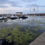 Constanța: Peisaj dezolant la mal, unde algele și gunoaiele strigă după atenție în Portul Tomis 2 foto constanta relaxare cu priveliste la alge si pet uri aruncate in mare imagine dezolanta intalnita de constanteni si turisti in portul tomis 684e6d8b8e64e