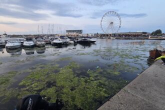 foto constanta relaxare cu priveliste la alge si pet uri aruncate in mare imagine dezolanta intalnita de constanteni si turisti in portul tomis 684e6d8b8e64e